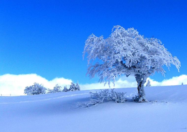 un Arbre du Jura
la beauté de la nature à l'état pur
un arbre isolé 
de la neige à ne plus savoir quoi en faire
une Laury qui tombe à pic
une jolie photo


Mots-clés: Jura neige hiver arbre