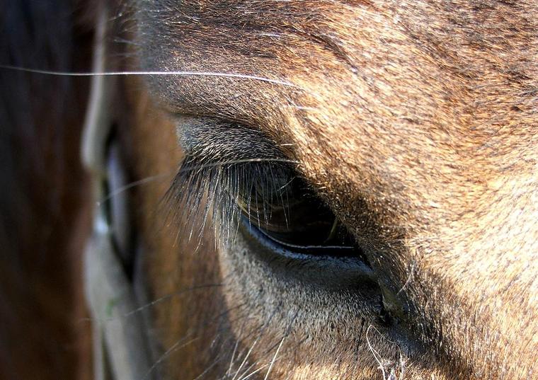 un oeil
regard vague ?
vaguement pensant ?
pensant à quoi ?
quoique surtout interessé par mon appareil ^^

Mots-clés: cheval oeil gros plan macro
