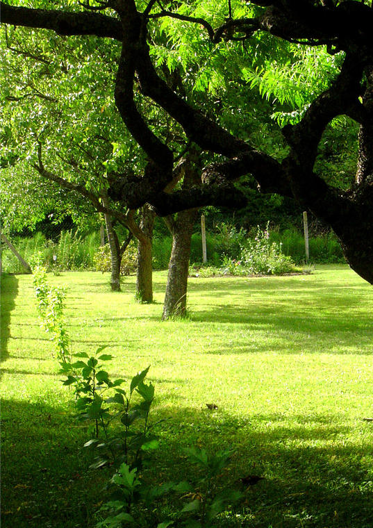 sweet home
jolie lumière
jolie couleur
des arbres
du vert du vert encore du vert
Mots-clés: jardin arbres vert