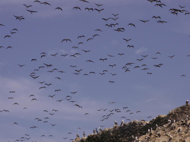 Envol de mouettes et cormorans aux iles Ballestas - Pérou
ile Pérou
Mots-clés: Perou