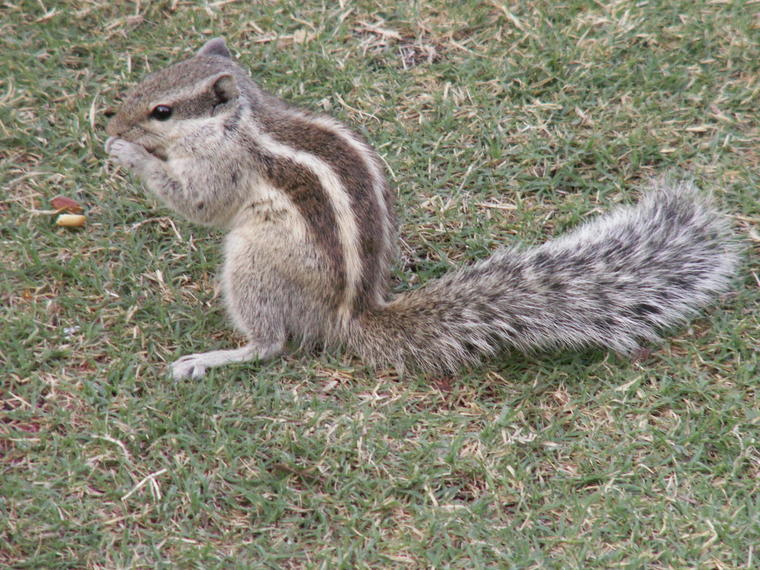 Petit écureuil indien
Mots-clés: écureuil Inde
