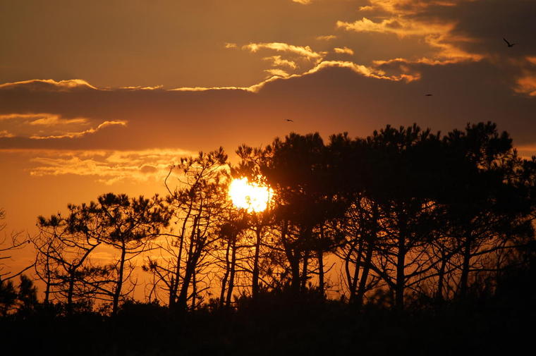 Soleil en Vendée
Coucher de soleil sur les pins, vendée sud. 
Mots-clés: Vendée