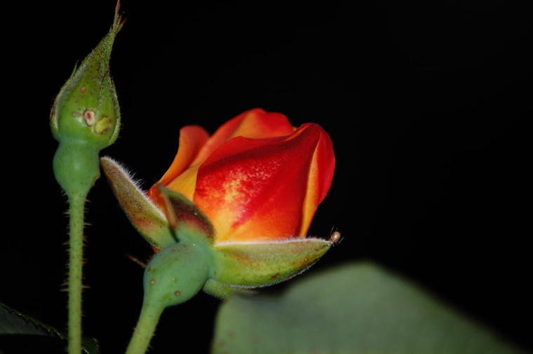 La rose jaune et sang
la rose jaune et sang.
Mots-clés: fleur macro