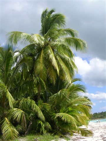 REPUBLIQUE DOMINICAINE Samana Las Terrenas
De la péninsule de Samana Las Terrenas Cabarette Sosua Bahayibe et l'ile de Saona
Mots-clés: iles republique dominicaine mer voyages