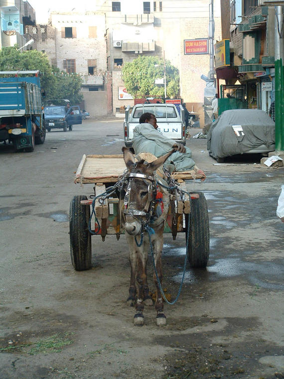Repos bien mérité. Louxor, Egypte
Louxor au quotidien
Mots-clés: Egypte Louxor