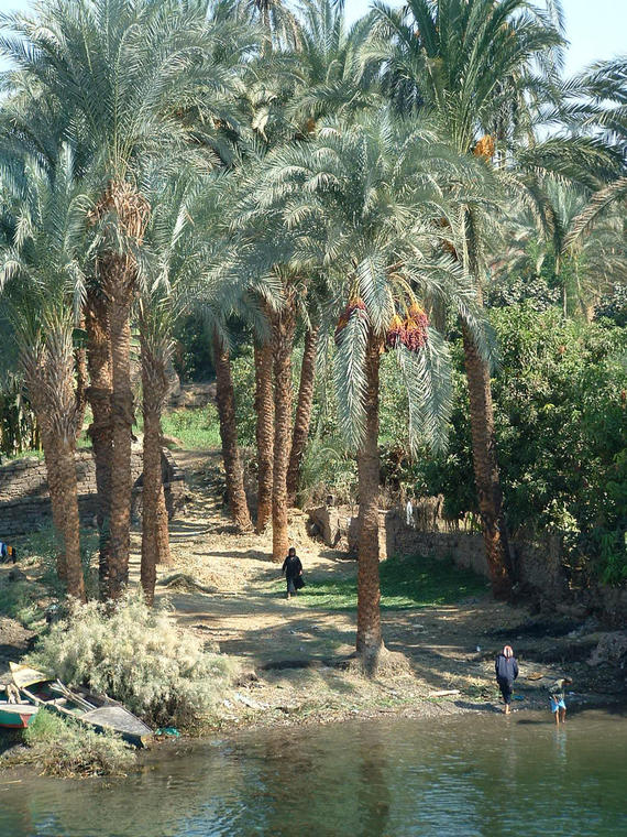 Scène du quotidien sur les bords du Nil
Dans l'intimité du fleuve....
Mots-clés: Egypte Nil