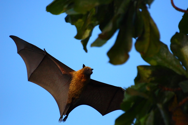 Roussette
La roussette est une grosse chauve-souris diurne qui émet un cri assez strident, complètement inoffensive.Il faut savoir que l'on en voit beaucoup, surtout en fin d'après midi mais très peu d'oiseaux. Quelques colibris et un ou deux autres oiseaux mais vraiment peu.
Mots-clés: roussette chauve-souris mayotte