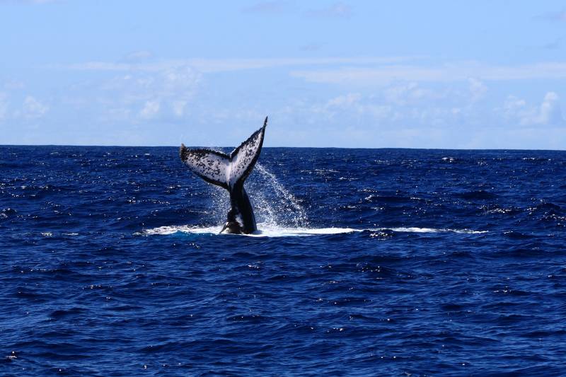 Autre vue de la queue de la baleine
.
