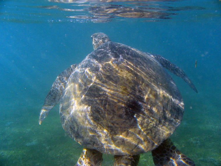Les tortues de Mayotte
A la plage de N'Gouja il n'est pas rare de nager avec les tortues. Elles viennent se nourrir sur le platier qui est large sur cette plage.
C'est un vrai bonheur...
Mots-clés: tortue n gouja mayotte