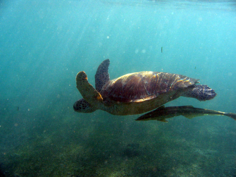 Autre image des tortues de Mayotte 2
Les poissons nettoyeurs sont collés sous le ventre des tortues et se régalent des petites algues qui se développent sur leur carapace.
Mots-clés: tortue mayotte