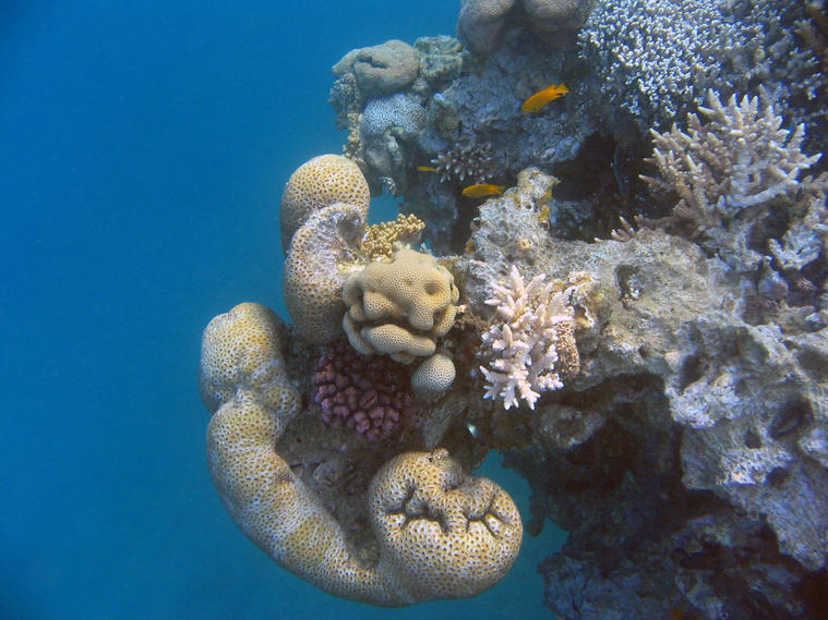 Vue sur le tombant coraux
Au bout du platier, nous arrivons au tombant qui est magnifique. Les coraux sont plus beaux les uns que les autres.
Mots-clés: coraux tombant mayotte