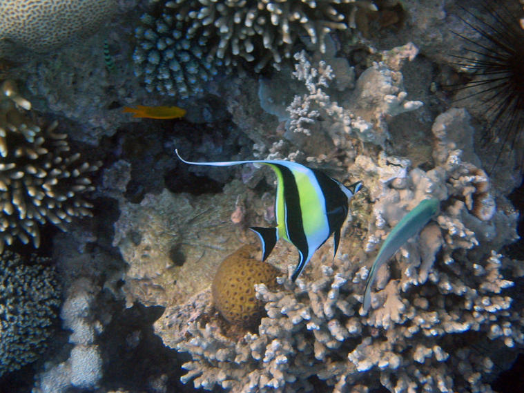 Poissons dans les coraux de Mayotte
Toujours dans ces coraux, on ne s'en lasse pas 
Mots-clés: coraux poissons mayotte