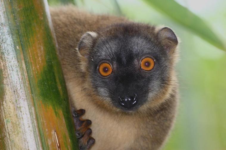 Maki gourmand
Voici un maki, ce sont des lémuriens. Ils sont tres gentils, assez sauvages dans la nature,  mais aussi très gourmands. Ils n'hésitent pas à s'approcher des habitations pour aller chiper de la nourriture (fruits). Il y a quelques endroits où ils se sont habitués à la population et viennent sur nous si on leur donne des bananes.
Mots-clés: makis lémuriens mayotte