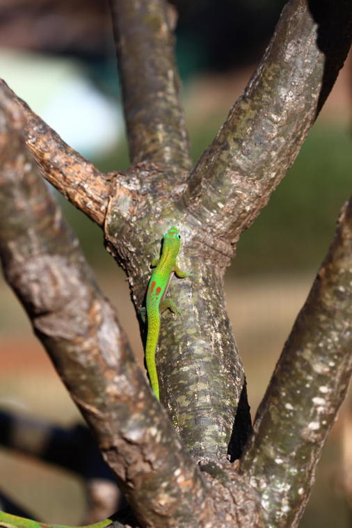 Gecko à Mayotte
Pardon pour l'orthographe,  mais en tout cas le gécco est une sorte de petit lézard très coloré que l'on trouve partout sur l'île. Il niche derrière un tableau ou n'importe quel petit coin de la maison mais a encore plus peur que nous lorsque l'on se trouve face à face.
Mots-clés: lézard mayotte