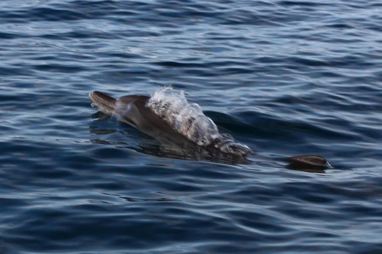 Dauphin dans le lagon
trés fréquent dans le lagon.
