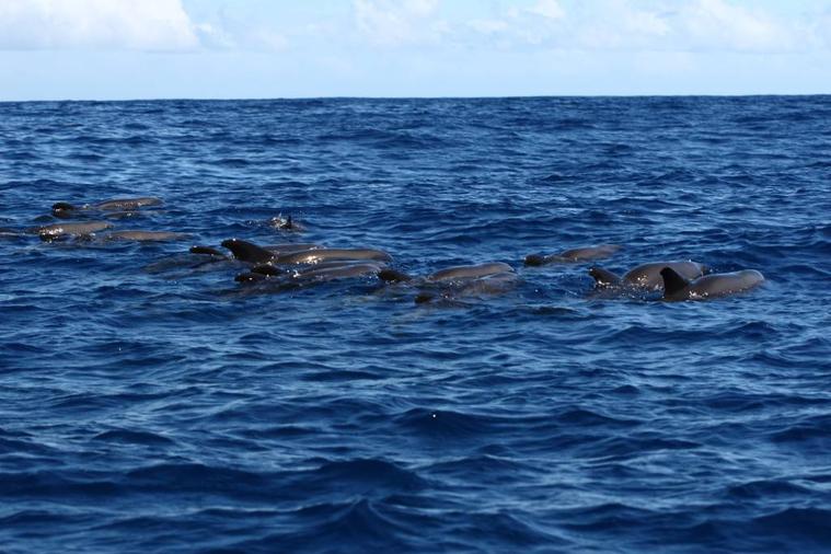 Cernés par les dauphins
