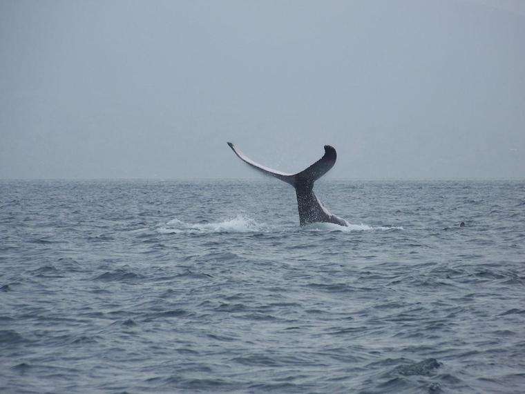 Baleine et son petit
Lors d'une de nos sorties dans le lagon, nous avons rencontre une baleine avec son petit...fabuleux !
