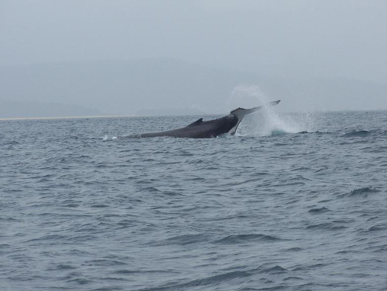 Baleine venant mettre bas
Celles-ci viennent dans le lagon pour mettre bas et attendent que le petit grossisse avant de prendre le large.

