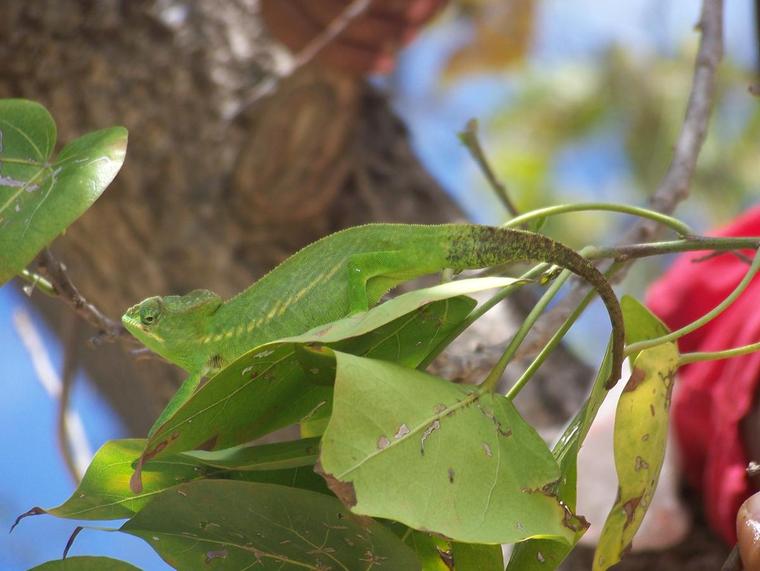 Caméléon de Mayotte
Petite variété de caméléon présente sur l'île de Mayotte
