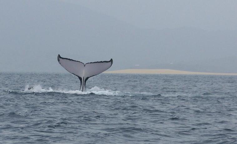 Queue de la baleine
