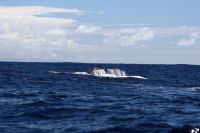 IMG_5060.jpg