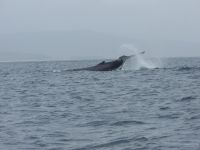 Nom du fichier=baleine-qui-accouche_044.jpg
Taille du fichier=119Ko
Dimensions : 1199x901
Ajouté le : 04 Mai 2008 baleine-qui-accouche_044.jpg