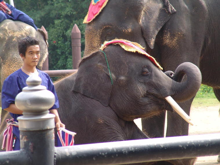 spectacle d'éléphants- Bangkok
