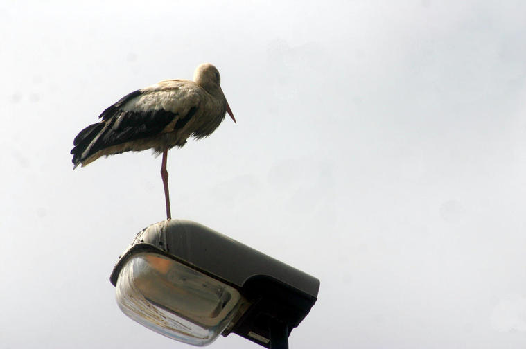 La cigogne au Maroc
Les oiseaux qui vivent en ville semblent malades par la pollution et les perturbations de la vie des hommes. Comme cette cigogne qui n'a qu'un seul pied.
Mots-clés: cigogne Maroc