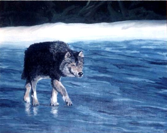 Loup solitaire sur rivière gelée
Huile sur toile 46x38cm 1997
