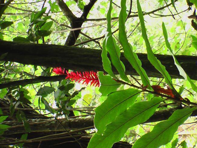 Guadeloupe peut-être ?
