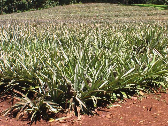 Et ça c'est aussi la Guadeloupe?
