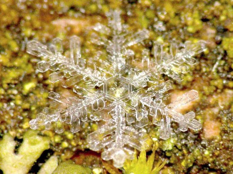 Mots-clés: nature photo macro abstrait insolite curiosité eau neige flocon