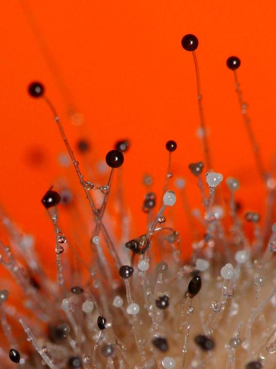 Macro champignon insolite
à la surface d'un drôle de champignon...
Mots-clés: nature photo macro abstrait insolite curiosité champignon
