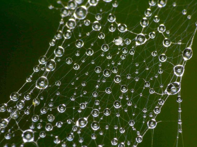 Gouttelettes toile d'araignée
Mots-clés: nature photo macro abstrait insolite curiosité eau