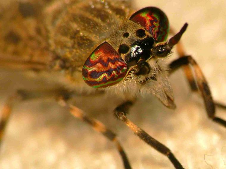 Le taon vue en macro
Mots-clés: nature photo macro abstrait insecte insolite mouche