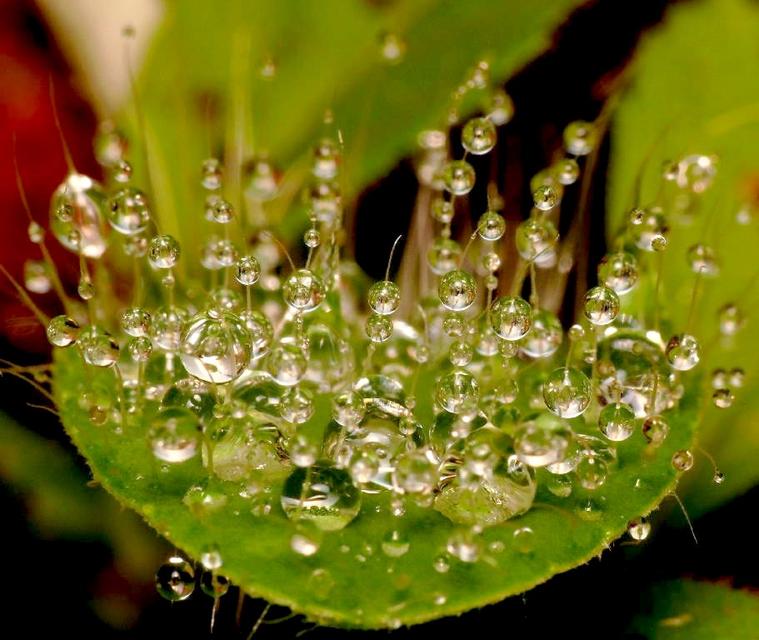 Suspension de gouttes
Mots-clés: rosée eau goutte curiosité insolite