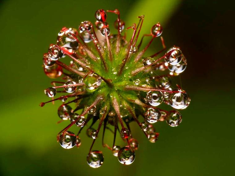 Fleur de rosée
Mots-clés: rosée fleur eau goutte