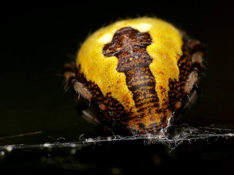 Epeire en macro
Mots-clés: nature photo macro abstrait insecte insolite