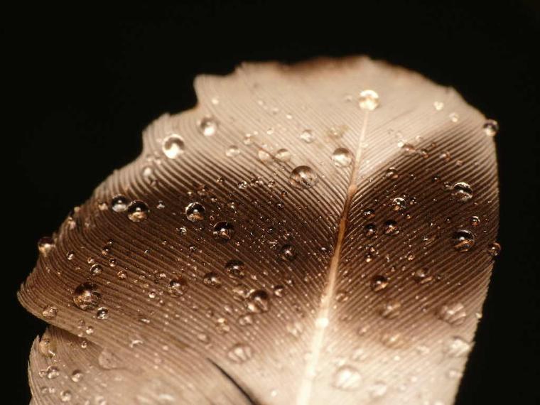 Marco de plic ploc plume
Mots-clés: nature photo macro abstrait insolite curiosité eau plume