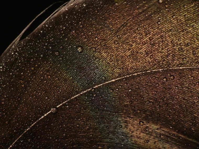 Photo macro plume
Mots-clés: nature photo macro abstrait insolite curiosité eau plume