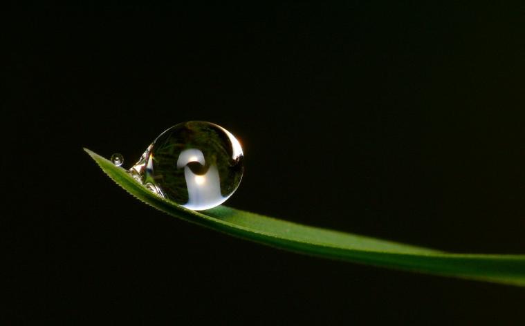 Au bout de la feuille
Mots-clés: nature photo macro abstrait insolite curiosité eau