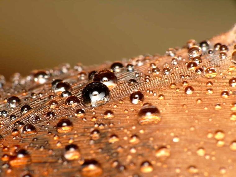 Variations goutteuses
Mots-clés: nature photo macro abstrait insolite curiosité eau plume