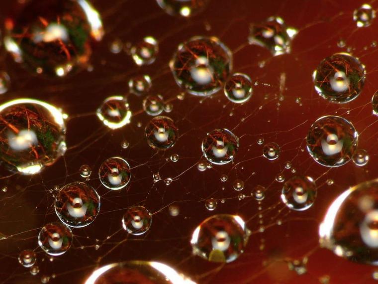 Gouttes cosmiques
Mots-clés: nature photo macro abstrait insolite curiosité eau