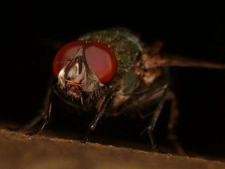La mouche macro
Mots-clés: nature photo macro abstrait insecte insolite mouche