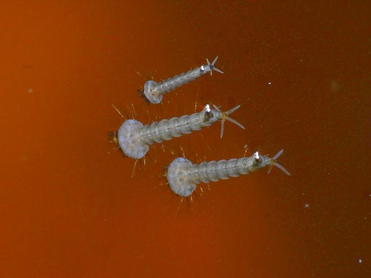 Larves de moustiques
Mots-clés: nature photo macro abstrait insecte insolite eau