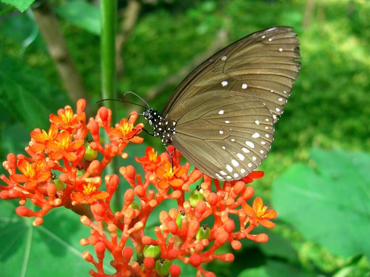 Papillon Cimgo
