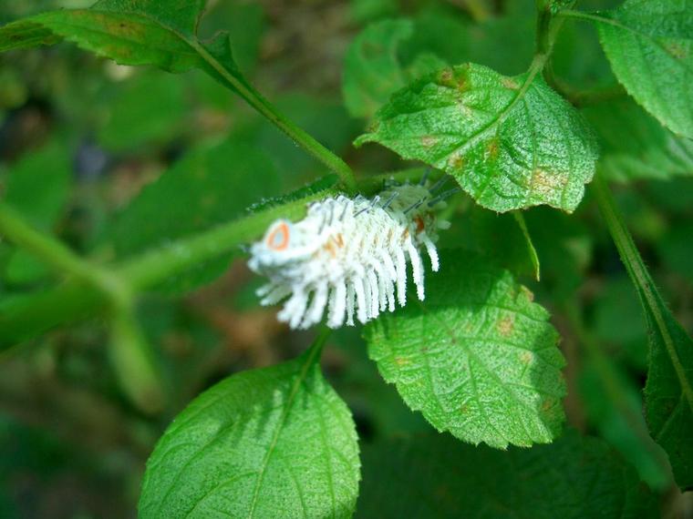 Chenille blanche
