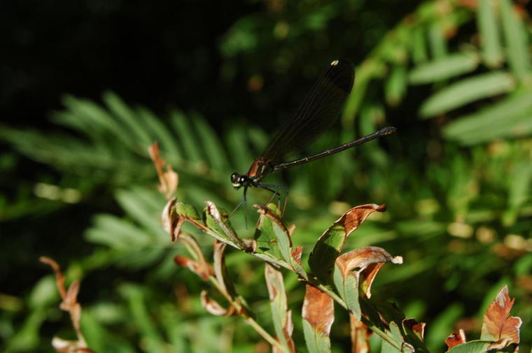 Libellule sur fond vert
