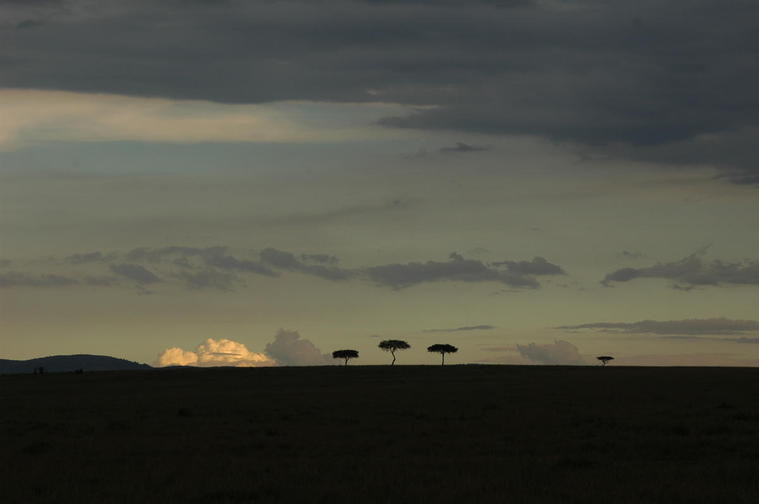 Contrastes du Masaï Maara, Kenya
Mots-clés: Kenya