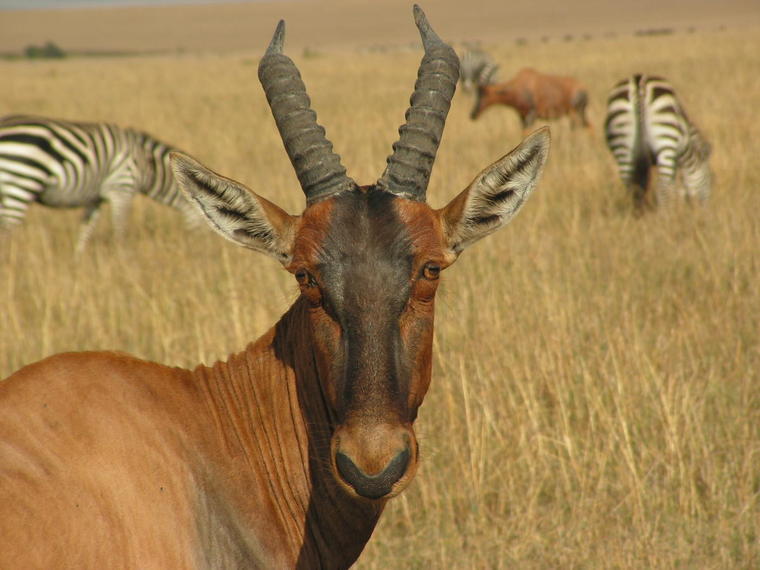 Portrait sur fond de zebres
